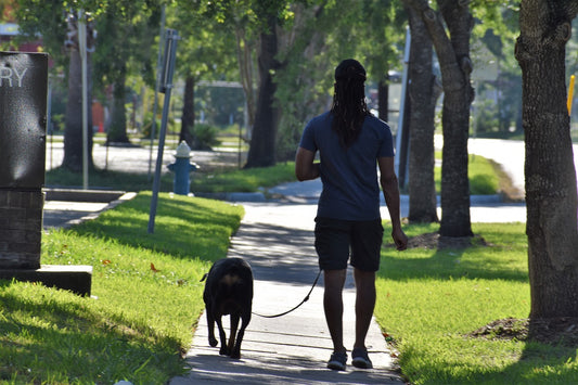 Unleash the Joy: A Guide to Leash Training Your Pup with Love and Patience
