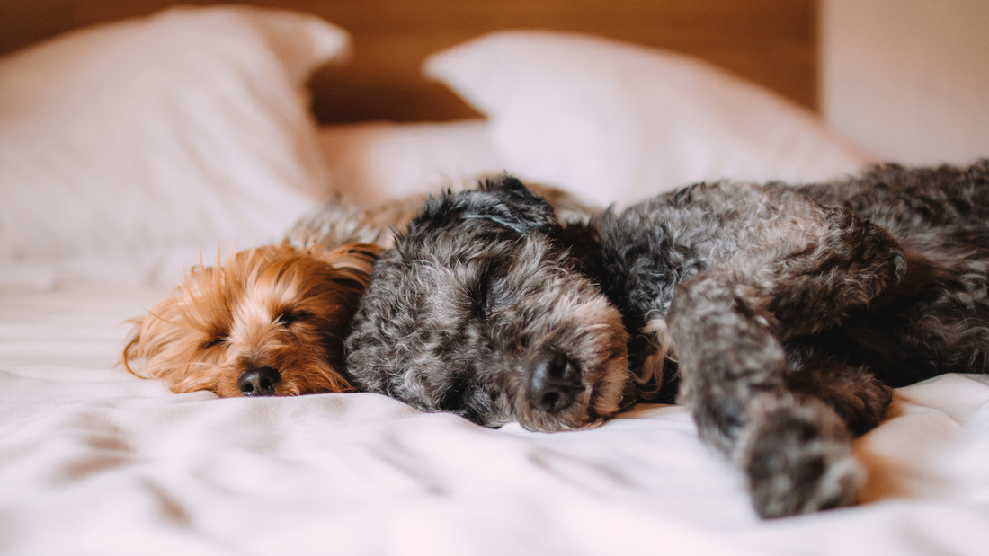 The 3-Minute Anxiety Fix for Dogs