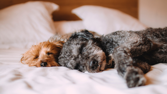 The 3-Minute Anxiety Fix for Dogs