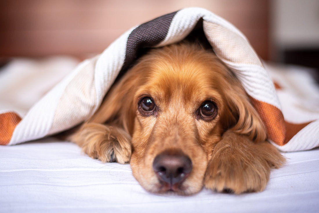 Preventing Dog Anxiety and Fear